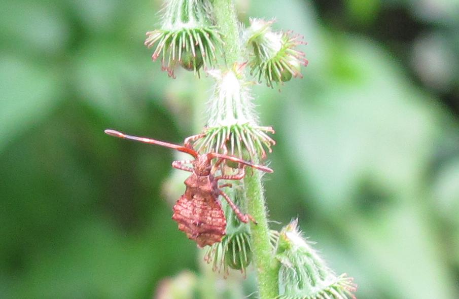 Coreidae:  ninfa di Coreus marginatus